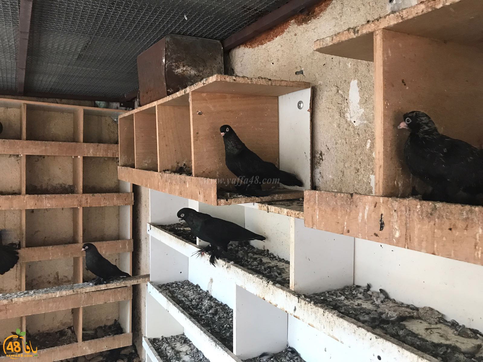 zohdi 3ashoor 7amam (21).jpg